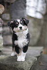 3 Monate alter Miniature American Shepherd