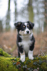 3 Monate alter Miniature American Shepherd