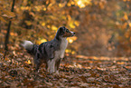 Miniature American Shepherd im Herbstlaub