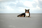 erwachsener Miniature American Shepherd