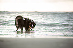 erwachsener Miniature American Shepherd