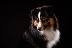 erwachsener Miniature American Shepherd