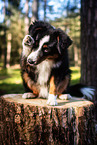 erwachsener Miniature American Shepherd