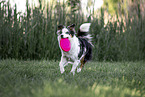 Miniature American Shepherd