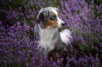 Miniature American Shepherd