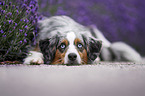 Miniature American Shepherd