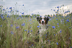 Miniature American Shepherd