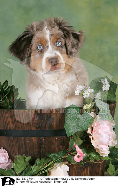 junger Miniature Australian Shepherd / young Miniature Australian Shepherd / SS-07941