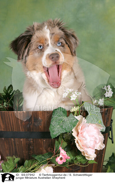 junger Miniature Australian Shepherd / young Miniature Australian Shepherd / SS-07942