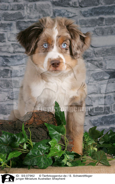 junger Miniature Australian Shepherd / young Miniature Australian Shepherd / SS-07962