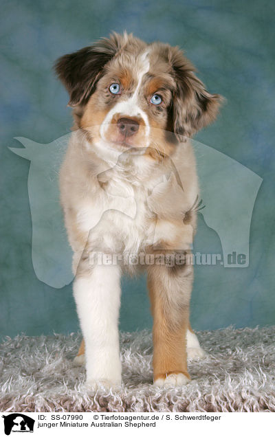 junger Miniature Australian Shepherd / young Miniature Australian Shepherd / SS-07990