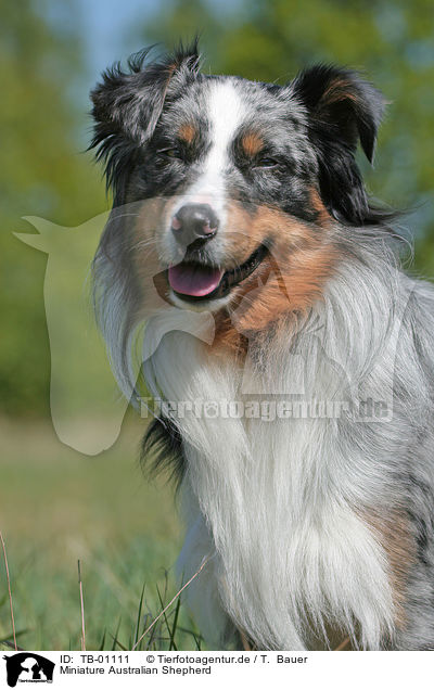 Miniature Australian Shepherd / Miniature Australian Shepherd / TB-01111