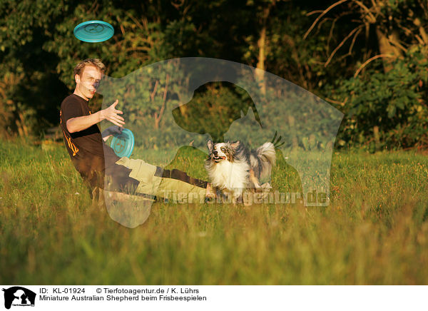 Miniature Australian Shepherd beim Frisbeespielen / Miniature Australian Shepherd with frisbee / KL-01924
