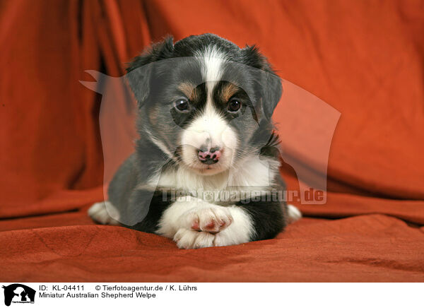 Miniatur Australian Shepherd Welpe / KL-04411