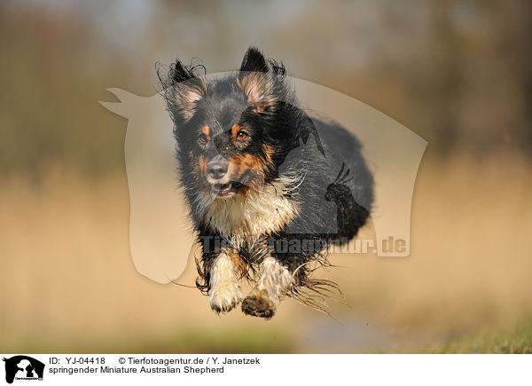 springender Miniature Australian Shepherd / jumping Miniature Australian Shepherd / YJ-04418