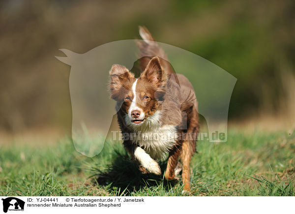 rennender Miniature Australian Shepherd / running Miniature Australian Shepherd / YJ-04441