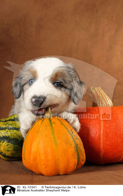 Miniature Australian Shepherd Welpe / Miniature Australian Shepherd Puppy / KL-10341