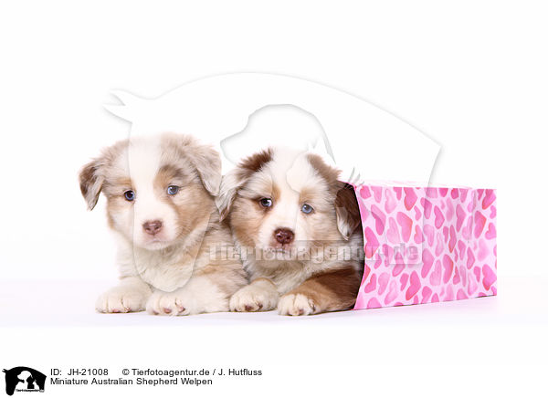 Miniature Australian Shepherd Welpen / Miniature Australian Shepherd Puppies / JH-21008