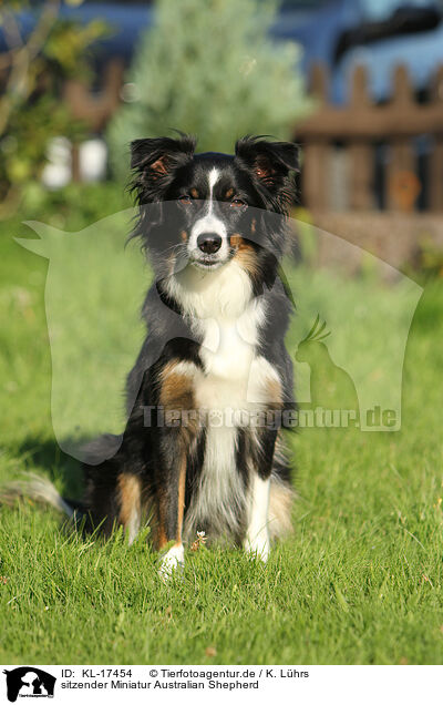 sitzender Miniatur Australian Shepherd / KL-17454