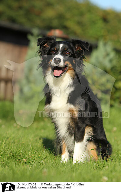 sitzender Miniatur Australian Shepherd / KL-17458