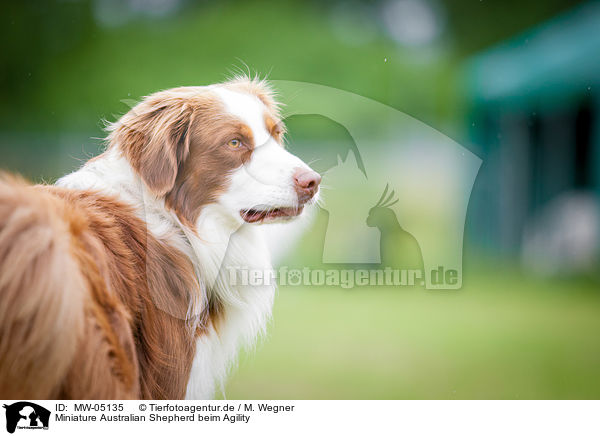 Miniature Australian Shepherd beim Agility / Miniature Australian Shepherd at Agility / MW-05135