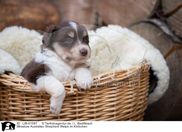 Miniature Australian Shepherd Welpe im Krbchen / Miniature Australian Shepherd Puppy in a basket / LIB-01097