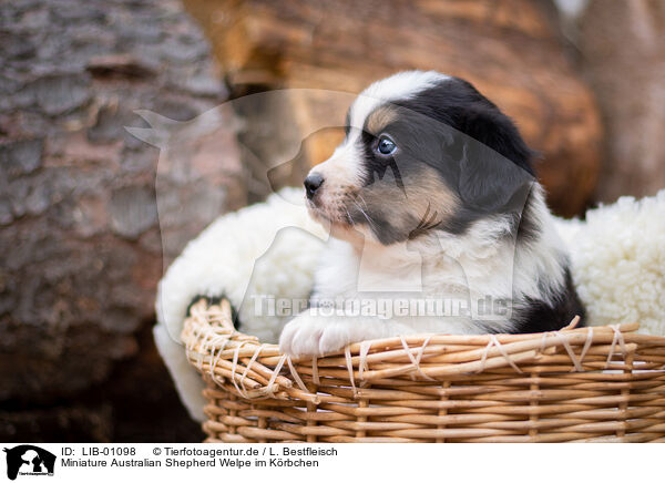 Miniature Australian Shepherd Welpe im Krbchen / Miniature Australian Shepherd Puppy in a basket / LIB-01098