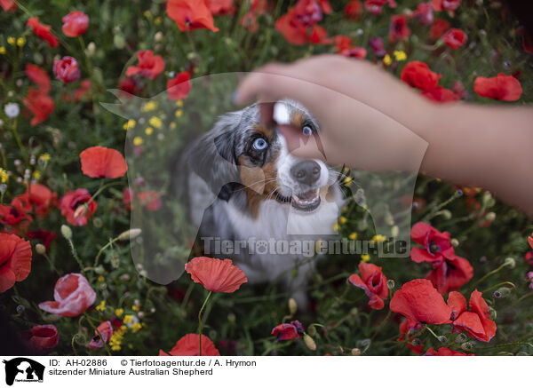 sitzender Miniature Australian Shepherd / sitting Miniature Australian Shepherd / AH-02886