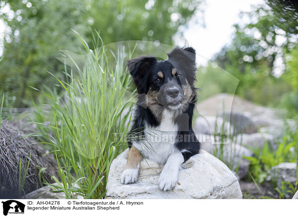 liegender Miniature Australian Shepherd / lying Miniature Australian Shepherd / AH-04278