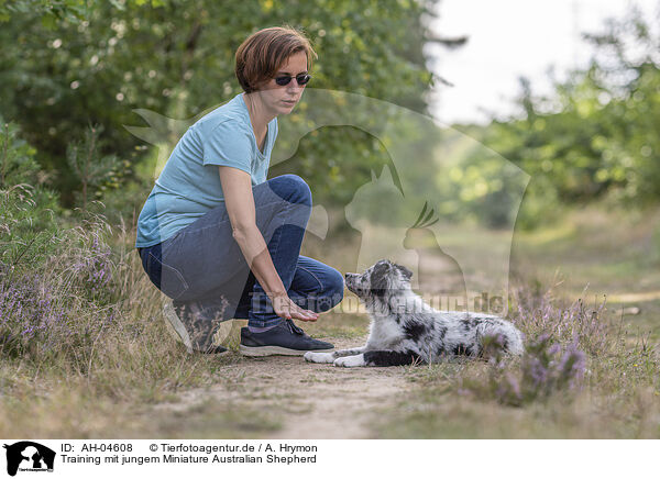 Training mit jungem Miniature Australian Shepherd / training with young Miniature Australian Shepherd / AH-04608