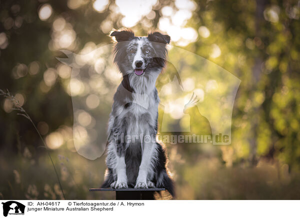 junger Miniature Australian Shepherd / young Miniature Australian Shepherd / AH-04617