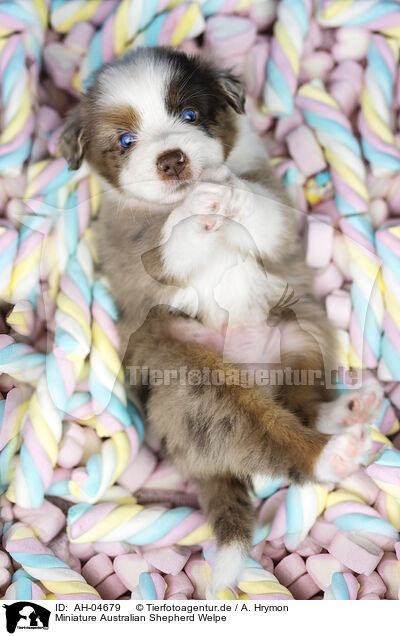 Miniature Australian Shepherd Welpe / Miniature Australian Shepherd puppy / AH-04679