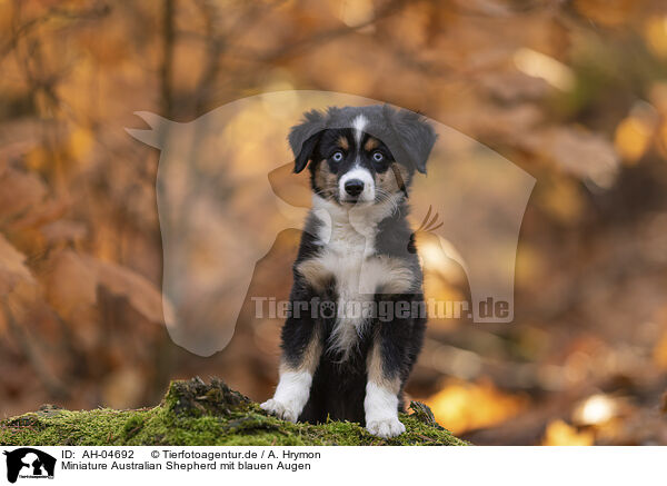 Miniature Australian Shepherd mit blauen Augen / Miniature Australian Shepherd with blue eyes / AH-04692