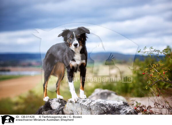 erwachsener Miniature Australian Shepherd / adult Miniature Australian Shepherd / CB-01428