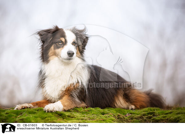 erwachsener Miniature Australian Shepherd / adult Miniature Australian Shepherd / CB-01603