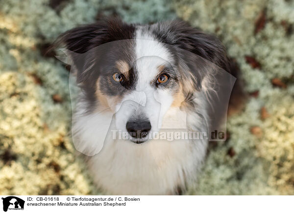 erwachsener Miniature Australian Shepherd / adult Miniature Australian Shepherd / CB-01618