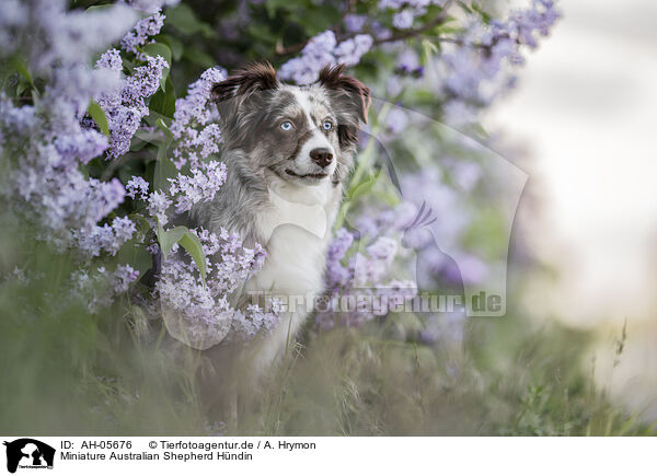 Miniature Australian Shepherd Hndin / female Miniature Australian Shepherd / AH-05676