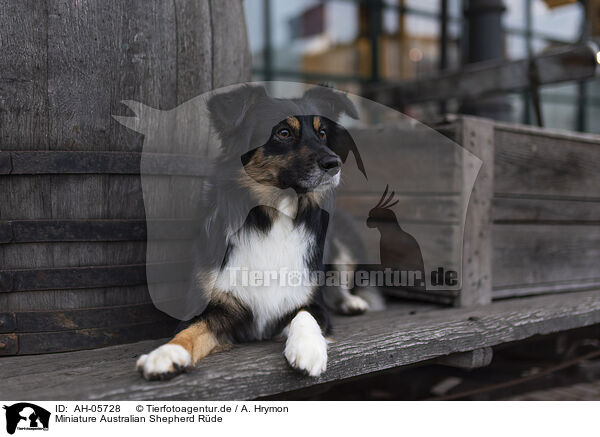 Miniature Australian Shepherd Rde / male Miniature Australian Shepherd / AH-05728