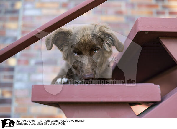 Miniature Australian Shepherd Rde / male Miniature Australian Shepherd / AH-05760