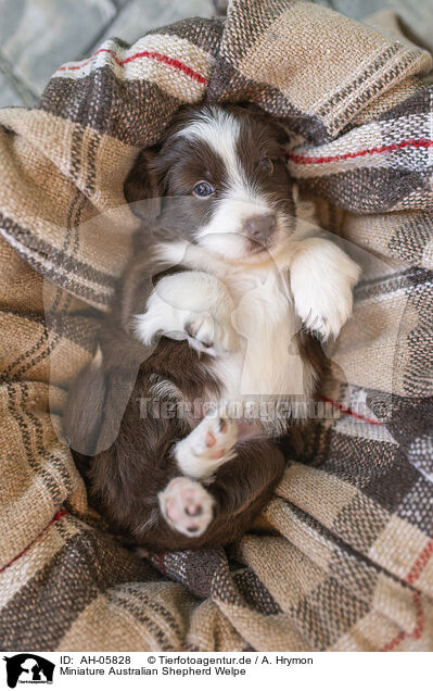 Miniature Australian Shepherd Welpe / Miniature Australian Shepherd Puppy / AH-05828