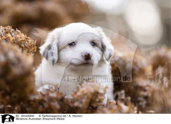 Miniature Australian Shepherd Welpe / Miniature Australian Shepherd Puppy / AH-05840