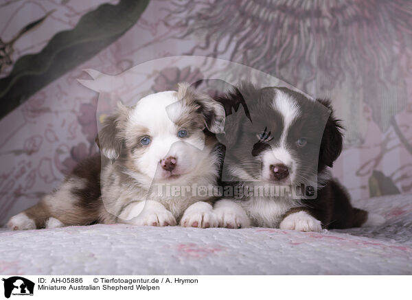 Miniature Australian Shepherd Welpen / Miniature Australian Shepherd Puppies / AH-05886