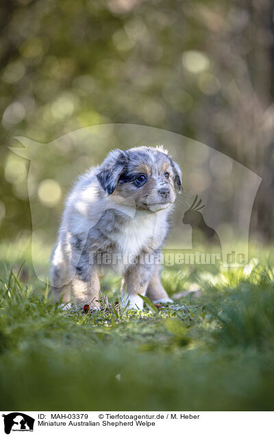 Miniature Australian Shepherd Welpe / Miniature Australian Shepherd Puppy / MAH-03379