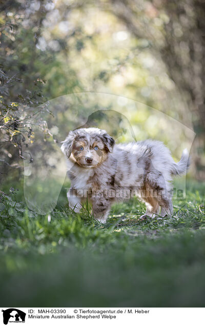 Miniature Australian Shepherd Welpe / Miniature Australian Shepherd Puppy / MAH-03390
