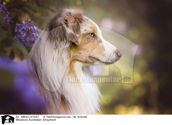 Miniature Australian Shepherd / Miniature Australian Shepherd / MASC-01027