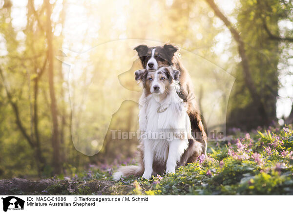 Miniature Australian Shepherd / Miniature Australian Shepherd / MASC-01086