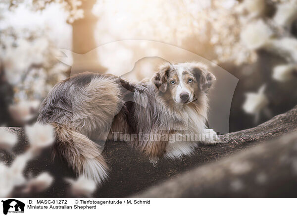 Miniature Australian Shepherd / Miniature Australian Shepherd / MASC-01272