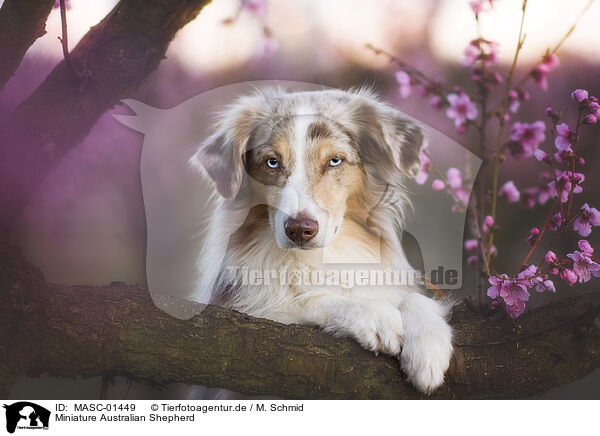 Miniature Australian Shepherd / Miniature Australian Shepherd / MASC-01449