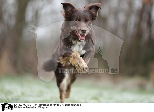 Miniature Australian Shepherd / Miniature Australian Shepherd / KB-09472