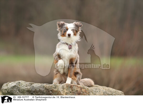 Miniature Australian Shepherd / Miniature Australian Shepherd / KB-10777